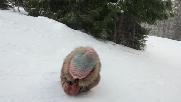 Junges Mädchen rollt verschneiten Hügel in den Bergen hinunter. — Stockvideo