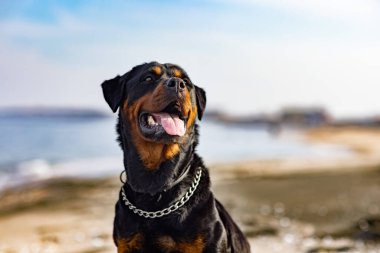 Rottweiler köpeği denizin arka planına karşı sahilde oturur.