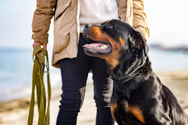 Un perro de la raza Rottweiler se sienta cerca de la anfitriona en una chaqueta en la playa contra el telón de fondo del mar —  Fotos de Stock