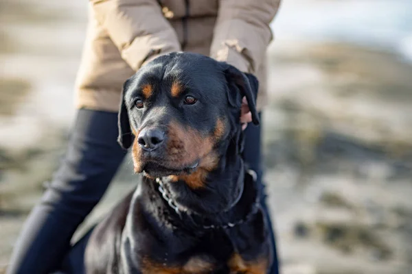 Una chica desconocida en una chaqueta se para en la playa cerca del mar y rasca a un perro Rottweiler detrás de su oreja —  Fotos de Stock