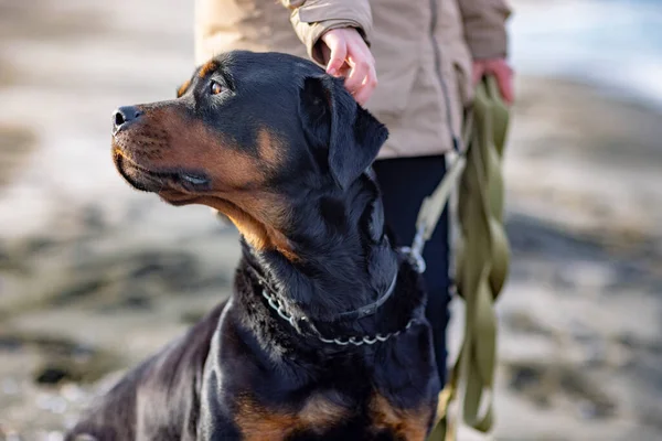 Una chica desconocida en una chaqueta se para en la playa cerca del mar y rasca a un perro Rottweiler detrás de su oreja —  Fotos de Stock