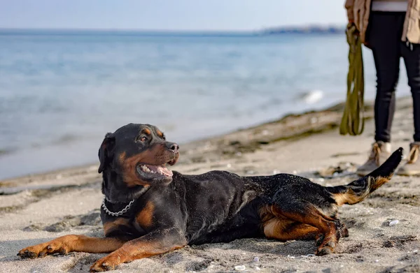 El perro salta por la playa cerca del mar y la amante —  Fotos de Stock