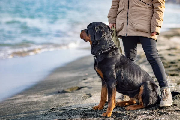 Un perro de la raza Rottweiler se sienta cerca de la anfitriona en una chaqueta en la playa contra el telón de fondo del mar —  Fotos de Stock