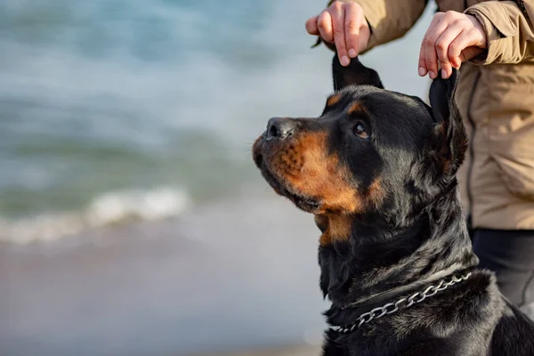 Una chica en una chaqueta se abraza y tonta con un perro Rottweiler en la playa cerca del mar —  Fotos de Stock