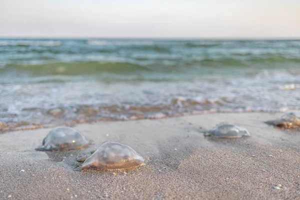 Dead jellyfish lie on a sandy shore signed by water on the Sea of Azov — Stock Photo, Image