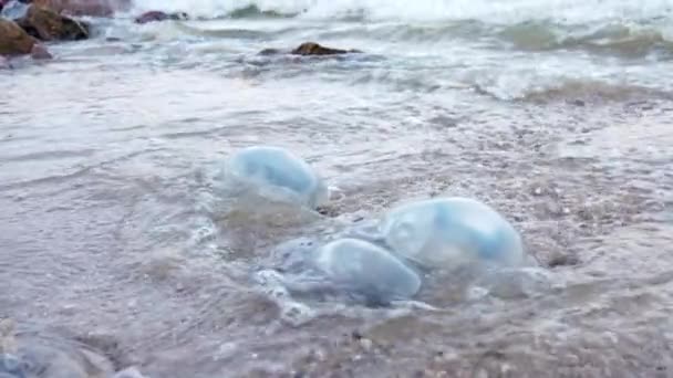 Medusas muertas yacen en una orilla arenosa firmada por el agua en el mar de Azov — Vídeo de stock