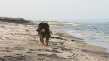 Ceketli bir kız sahilde Rottweiler köpeğiyle koşuşturuyor.