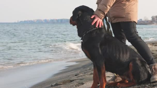 Egy ismeretlen lány zakóban áll a tengerparton a tenger mellett, és megkarmol egy rottweiler kutyát a füle mögött. — Stock videók