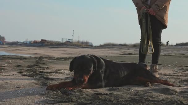 O cão cambaleia a praia perto do mar e a amante — Vídeo de Stock