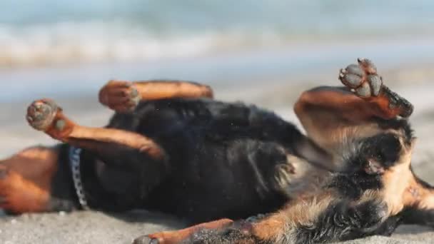 这只狗在靠近大海的海滩上打滚 — 图库视频影像
