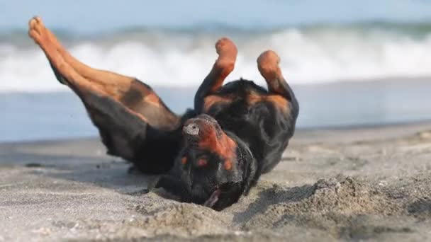 O cão camersaults a praia perto do mar — Vídeo de Stock