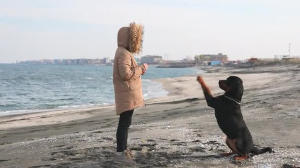 A anfitriã em uma jaqueta treina o seu cão da raça Rottweiler em uma praia arenosa perto do mar — Vídeo de Stock