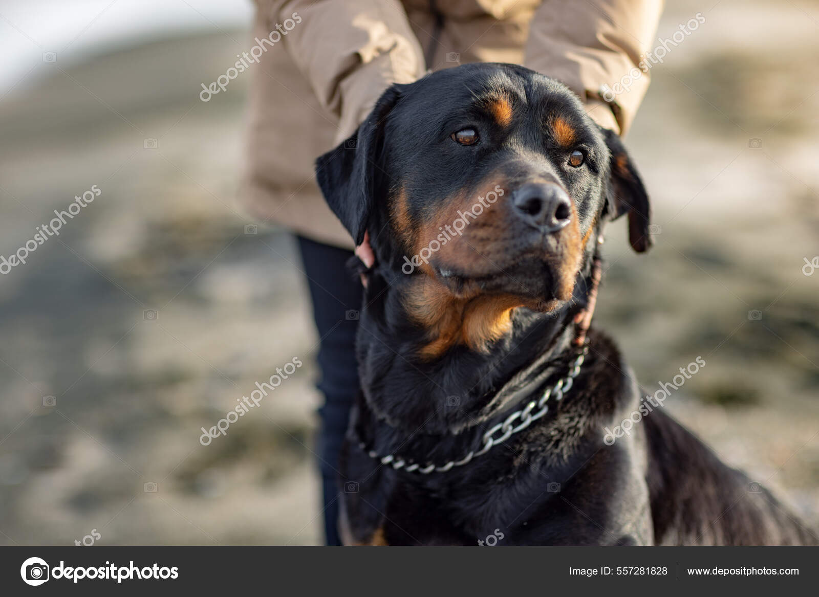 Une fille inconnue dans une veste se tient sur la plage pres de la mer et gratte un chien Rottweiler derriere son oreille Photo de stock par YouraPechkin gmail 557281828