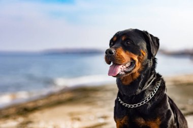 Rottweiler köpeği denizin arka planına karşı sahilde oturur.