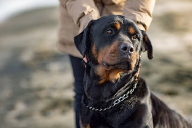 Ceketli bilinmeyen bir kız sahilin kenarında duruyor ve kulağının arkasındaki Rottweiler köpeğini tırmalıyor.