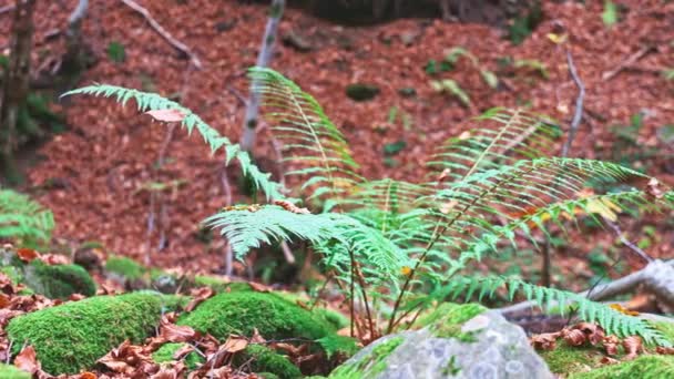 Een groene struik van gras tegen de achtergrond van een herfstbos — Stockvideo