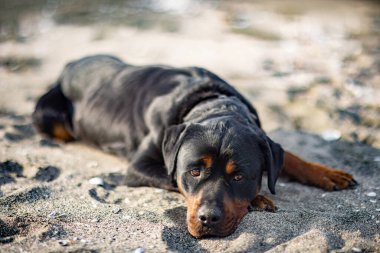 Rottweiler cinsinin üzgün, güzel, özenli bir köpeği kumlu bir sahilde uzanıyor ve sahibini beklerken etrafındaki sesleri dinliyor.