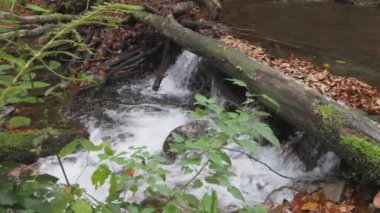 Sonbahar yapraklı dağ nehri