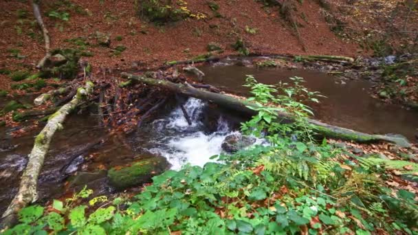 Rzeka górska z jesiennymi dziennikami i liśćmi — Wideo stockowe