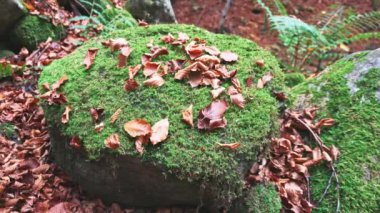 Flying over moss covered stones in the autumn forest on a cloudy day