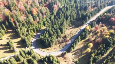 Ukrayna 'daki bir köknar ormanında, Karpat Dağları' na kadar otoyol boyunca arabalar sürüyorlar.