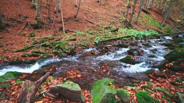 Горная река с осенними бревнами и листьями — стоковое видео