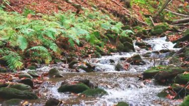Sonbahar yapraklı dağ nehri