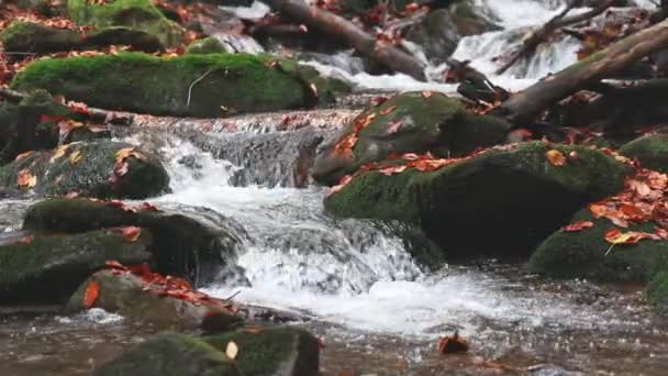 Bjergflod med efterårsblade – Stock-video