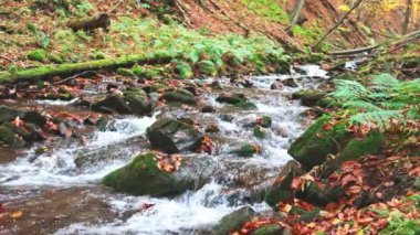 Sonbahar yapraklı dağ nehri