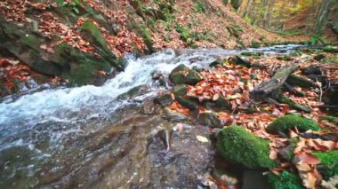 Sonbahar yapraklı dağ nehri