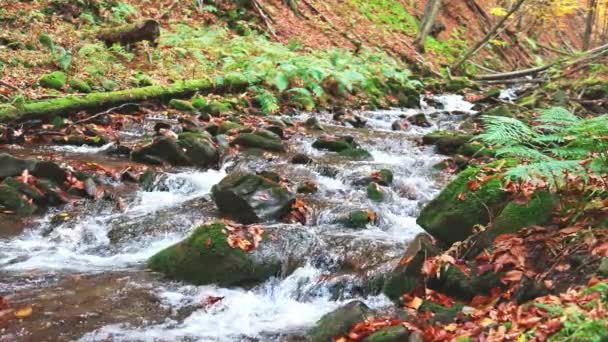 Sungai pegunungan dengan daun musim gugur — Stok Video