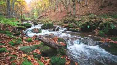 Sonbahar günlükleri ve yapraklarıyla dağ nehri