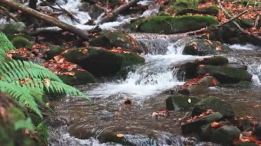 Sonbahar yapraklı dağ nehri