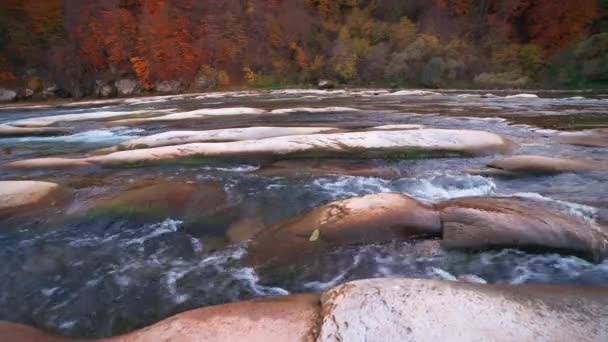 슬라이드 팬 실시간 영상, 강둑에 가을 숲 이 있는 강 급류 — 비디오