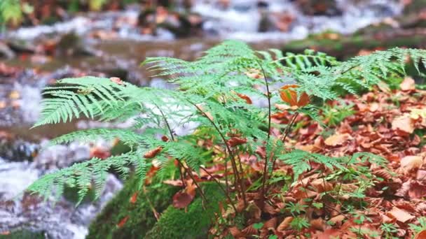 Een groene struik van gras tegen de achtergrond van een herfst berg rivier — Stockvideo