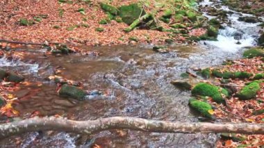 Sonbahar yapraklı dağ nehri