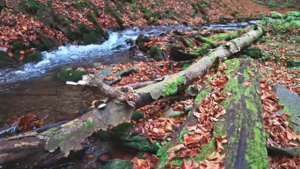 Rio da montanha com folhas de outono — Vídeo de Stock