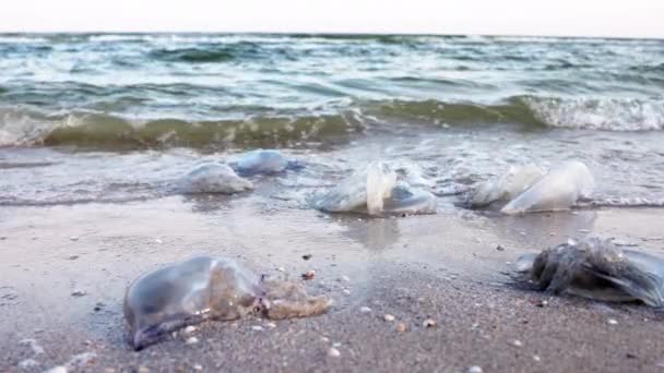 Medusas muertas yacen en una orilla arenosa firmada por el agua en el mar de Azov — Vídeo de stock