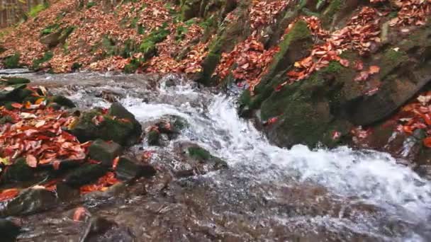 Rio da montanha com folhas de outono — Vídeo de Stock