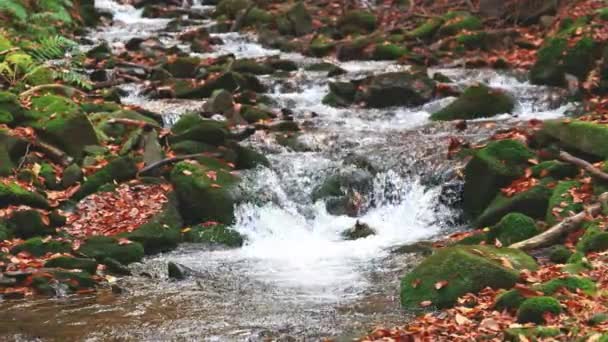 Górska rzeka z jesiennymi liśćmi — Wideo stockowe