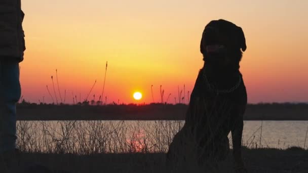 En flicka går med en vän - en vakthund av Rottweiler rasen mot bakgrund av en sjö och solnedgång — Stockvideo