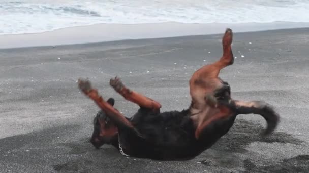 Pies koziołkuje na plaży w pobliżu morza — Wideo stockowe