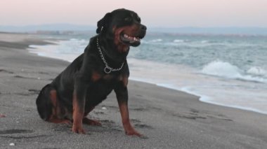 Rottweiler köpeği denizin arka planına karşı sahilde oturur.