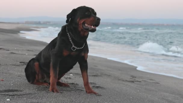 Rottweiler perro se sienta en la playa contra el telón de fondo del mar — Vídeo de stock