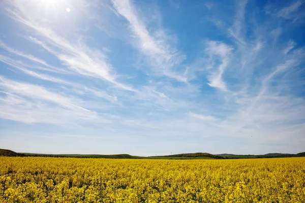 Большие Весенние Цветущие Луга Ярко Желтыми Маленькими Растениями Горной Долине — стоковое фото