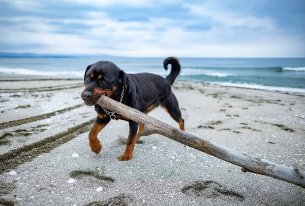A large strong strong dog with a cheerful happy kind character is played with a large dry curved stick in cold cloudy sea weather, on a sandy wild autumn beach