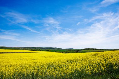 Bulgaristan 'ın sıcak ülkesinde, gündüz vakti mavi bulutlu gökyüzüne karşı ekili tarlaları olan bir dağ vadisinde, parlak sarı küçük bitkilerle dolu büyük bahar çiçekleri.
