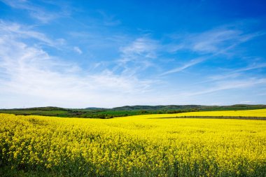 Bulgaristan 'ın sıcak ülkesinde, gündüz vakti mavi bulutlu gökyüzüne karşı ekili tarlaları olan bir dağ vadisinde, parlak sarı küçük bitkilerle dolu büyük bahar çiçekleri.