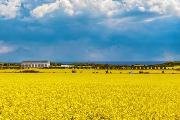 Grandes Campos Flores Brillantes Con Una Pequeña Planta Primavera Amarilla —  Fotos de Stock