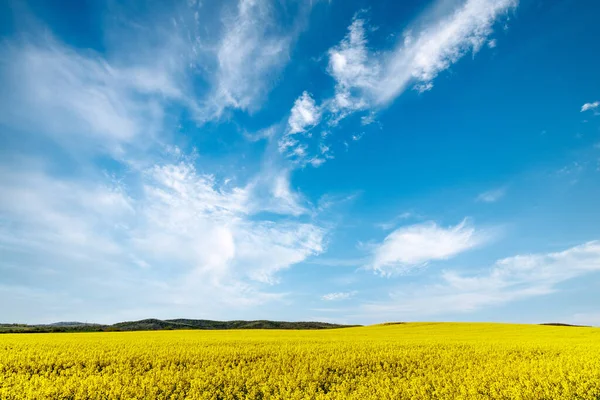 Большие Весенние Цветущие Луга Ярко Желтыми Маленькими Растениями Горной Долине — стоковое фото